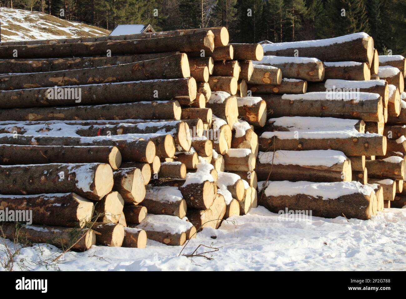 Winterwanderung in Mittenwald, Europa, Deutschland, Bayern, Oberbayern, Werdenfels, Winter, Holzlager, Baumstämme warten auf Weiterverarbeitung Stockfoto