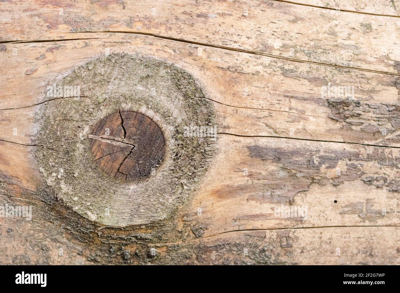 Nahaufnahme des Querschnitts eines Baumstammes mit Ringen aus dem Alter des Wachstums, Holzoberfläche und Mustern, natürlichem Hintergrund oder Tapete Stockfoto