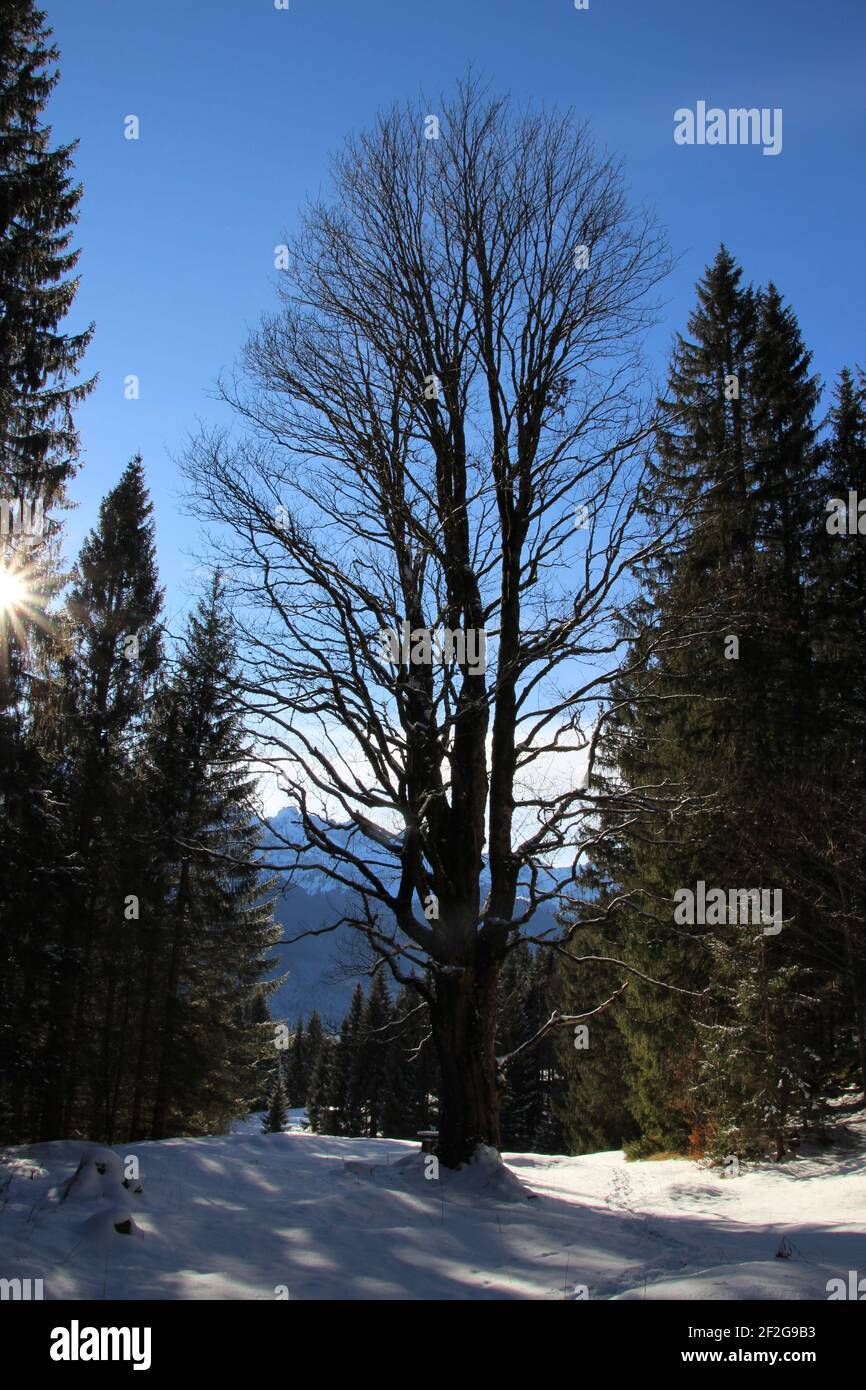 Winterwanderung bei Mittenwald, bei Elmau, Klais, Europa, Deutschland, Bayern, Oberbayern, Werdenfels, Winter, Winterwanderung, Laubbaum im Hintergrund, Buche Stockfoto