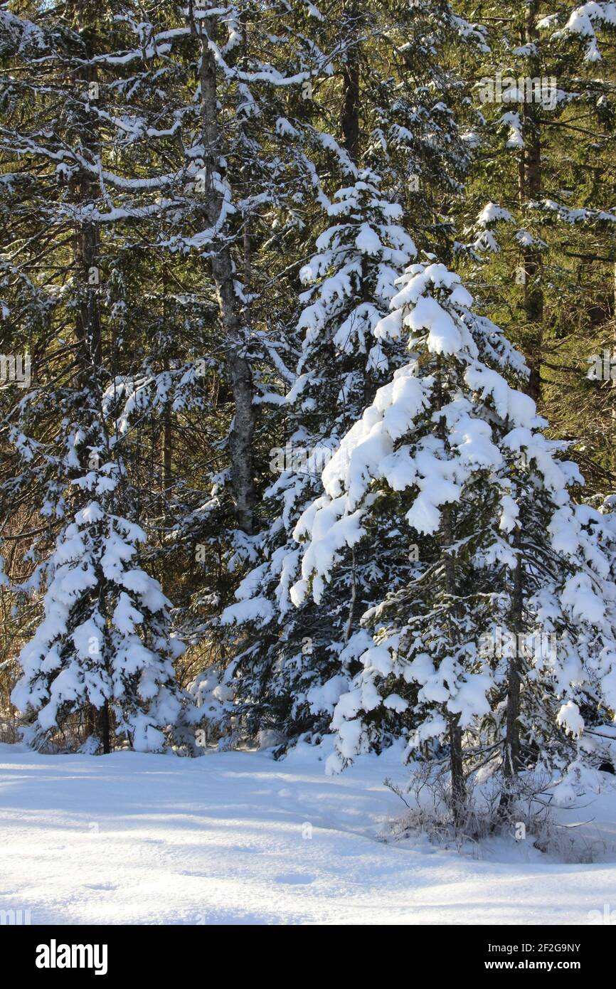 Winterwanderung bei Mittenwald, bei Elmau, Klais, Europa, Deutschland, Bayern, Oberbayern, Werdenfels, Winter, Winterwanderung Stockfoto