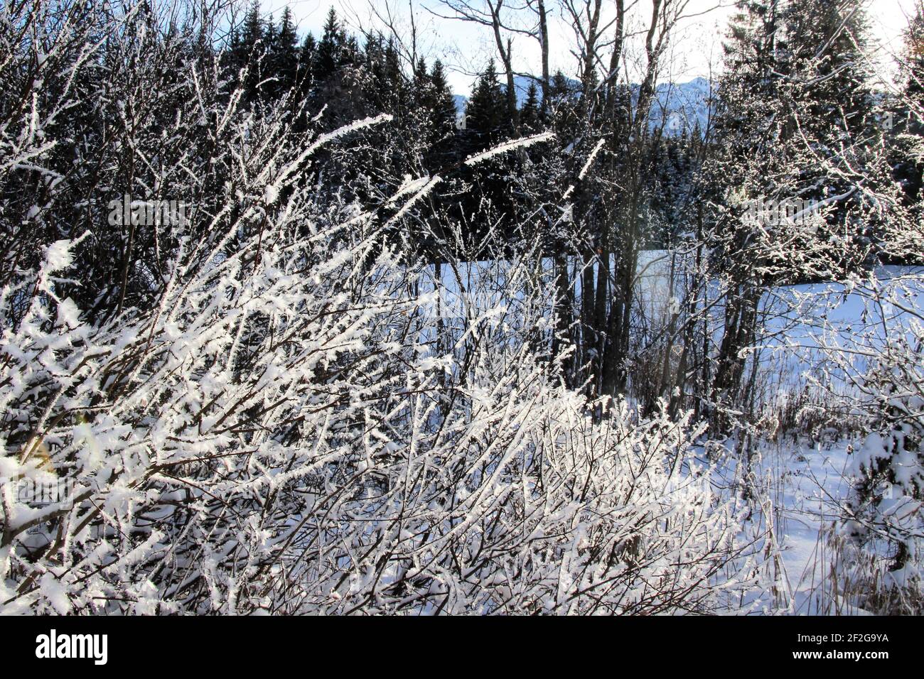 Winterwanderung bei Mittenwald, Elmau, Klais, Europa, Deutschland, Bayern, Oberbayern, Werdenfels, Winter, Strauch mit Reif Stockfoto
