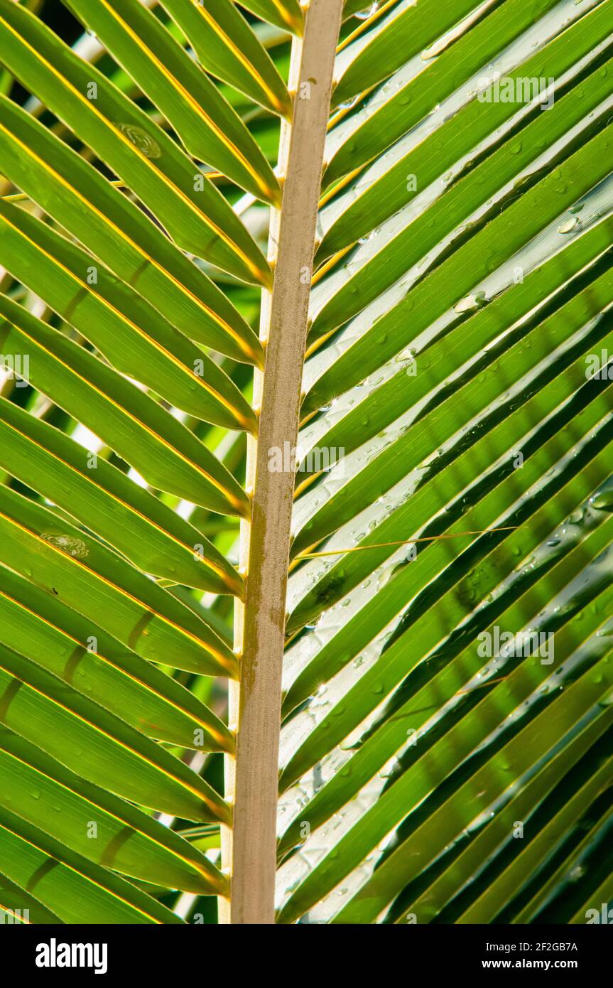Detail von Kokos und Stiel in einem tropischen Wald. Palmenbaum im Vordergrund. Das Muster der Kokosnussblätter. Sommerurlaub Hintergrund. Grüne Palmenblatt-Textur. Stockfoto
