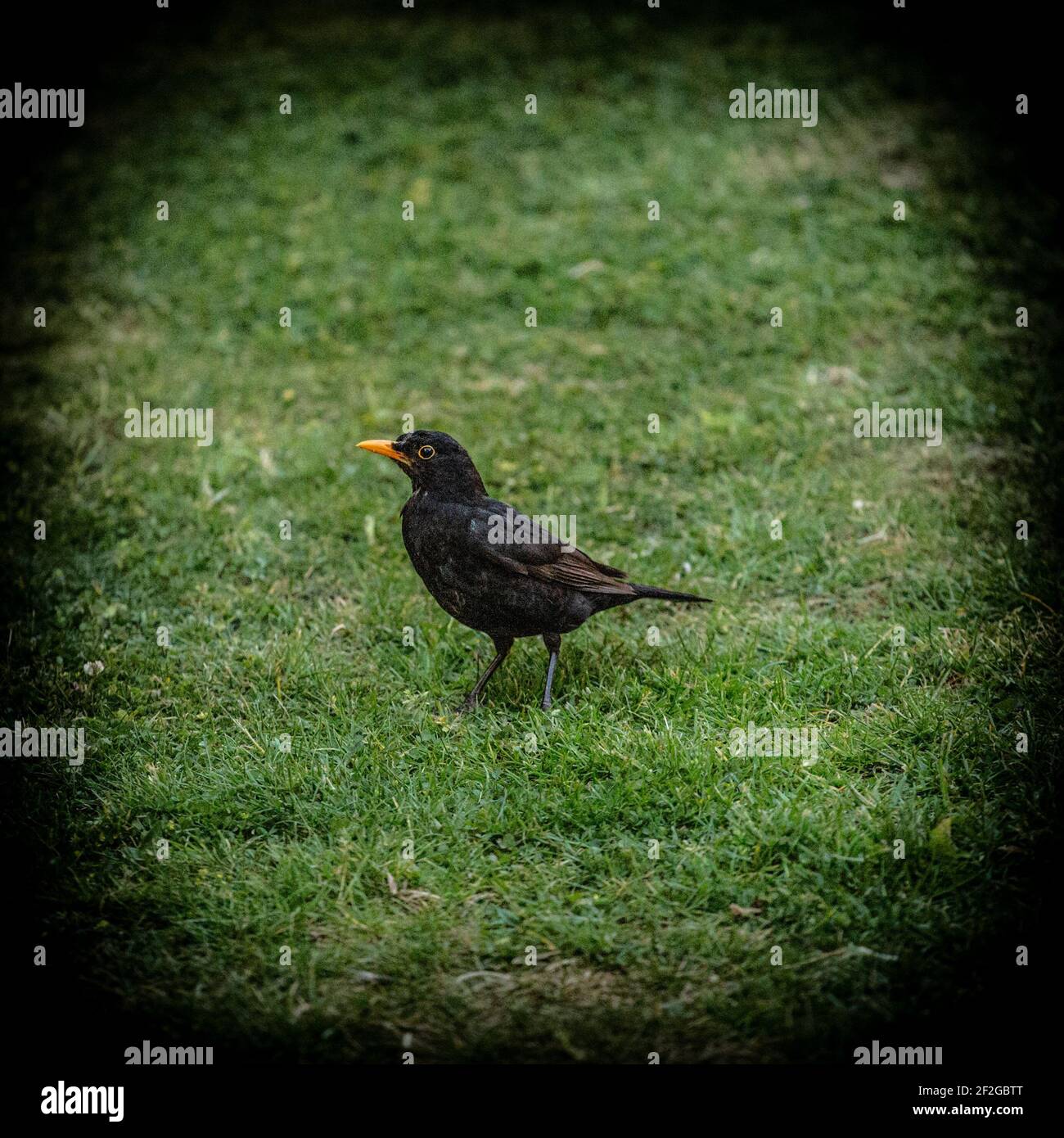 Ein Haus Starling Fütterung im Garten Stockfoto