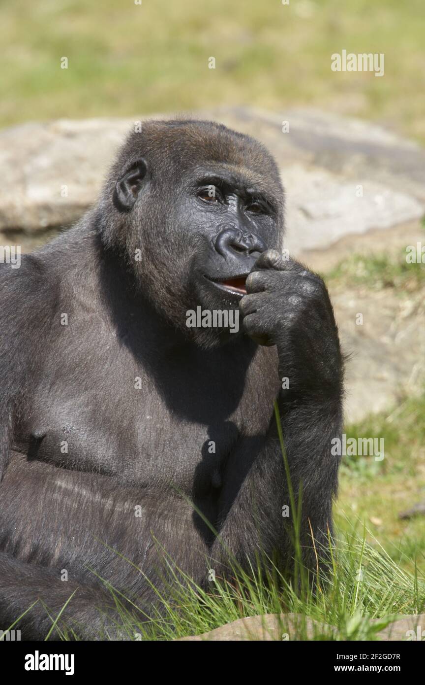 WESTERN Lowland Gorilla - Kontemplation Gorilla Gorilla Apenheul Niederlande MA001549 Stockfoto