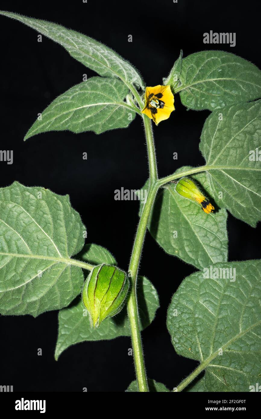 Lila Aubergine (Solanum melongena) Blume wächst, Uganda, Afrika Stockfoto
