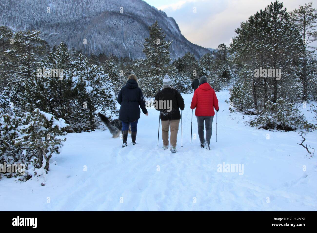 3 Frauen auf einem Spaziergang im Riedboden bei Mittenwald, Europa, Deutschland, Bayern, Oberbayern, Werdenfelser Land, Winter, Wald, Freizeit Stockfoto