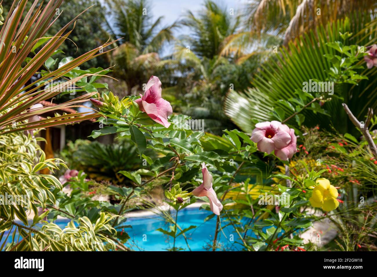 Exotische Blumen im Garten Stockfoto