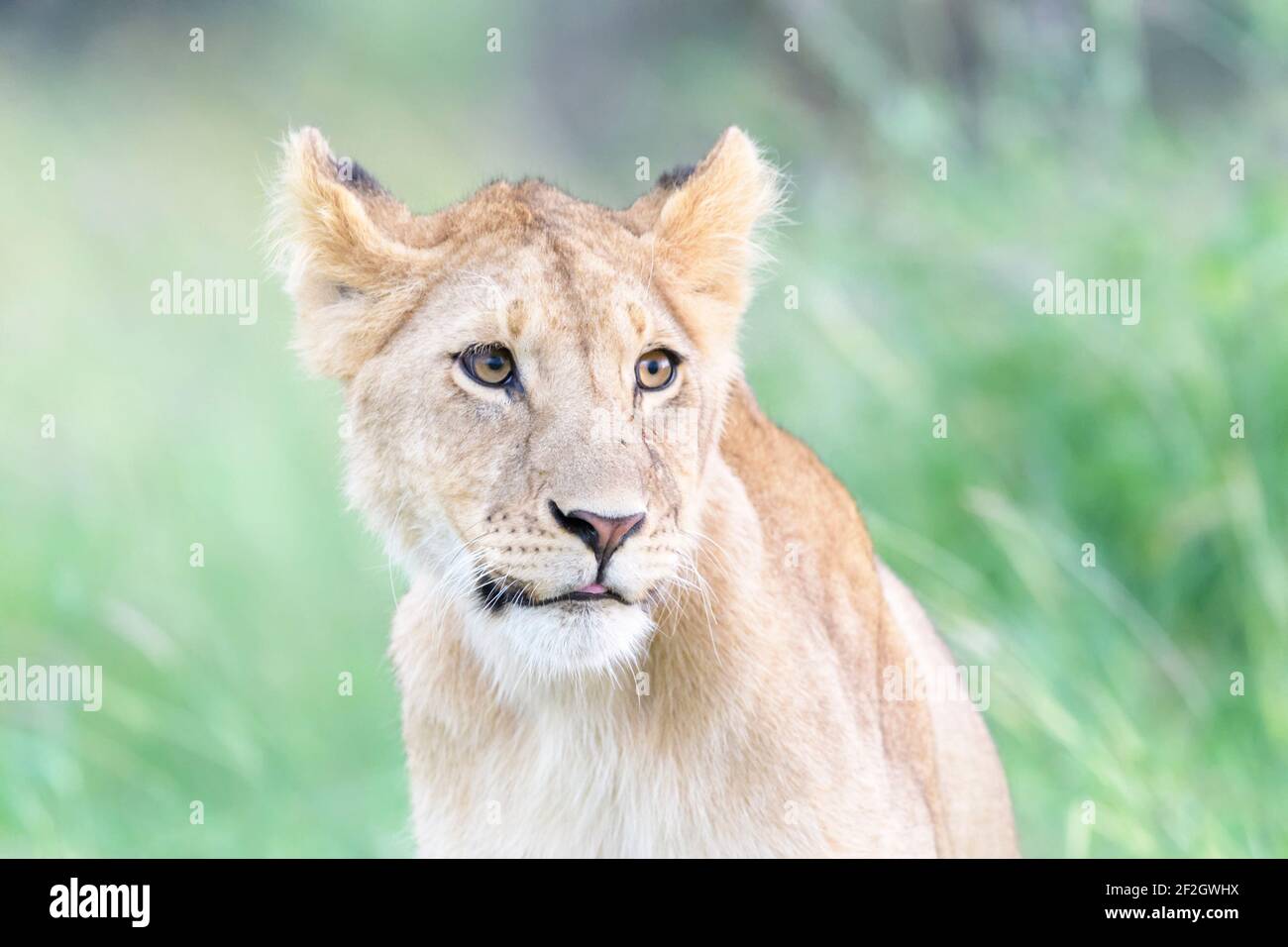 Löwenjunge (Panthera leo) Portrait, Masai mara National Reserve, Kenia. Stockfoto