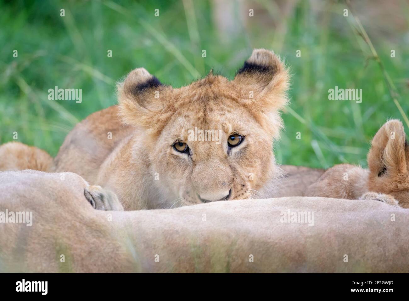 Löwenjunge (Panthera leo) trinkt von Mutter, Masai mara National Reserve, Kenia. Stockfoto