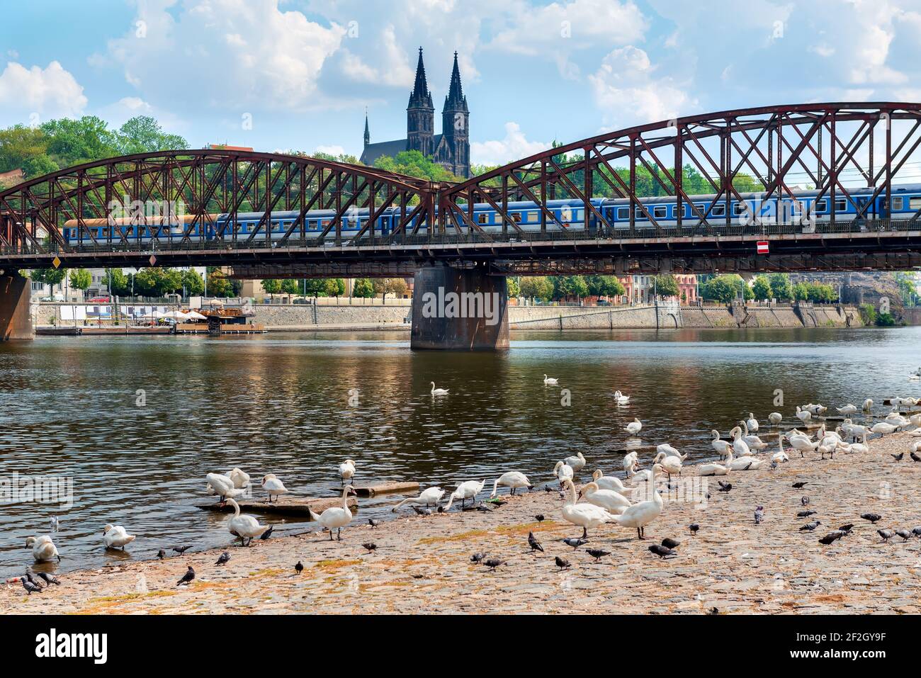 Schwäne in der Nähe der Eisenbahnbrücke mit dem Blick auf St. Peter und Paul Kathedrale in Prag Stockfoto