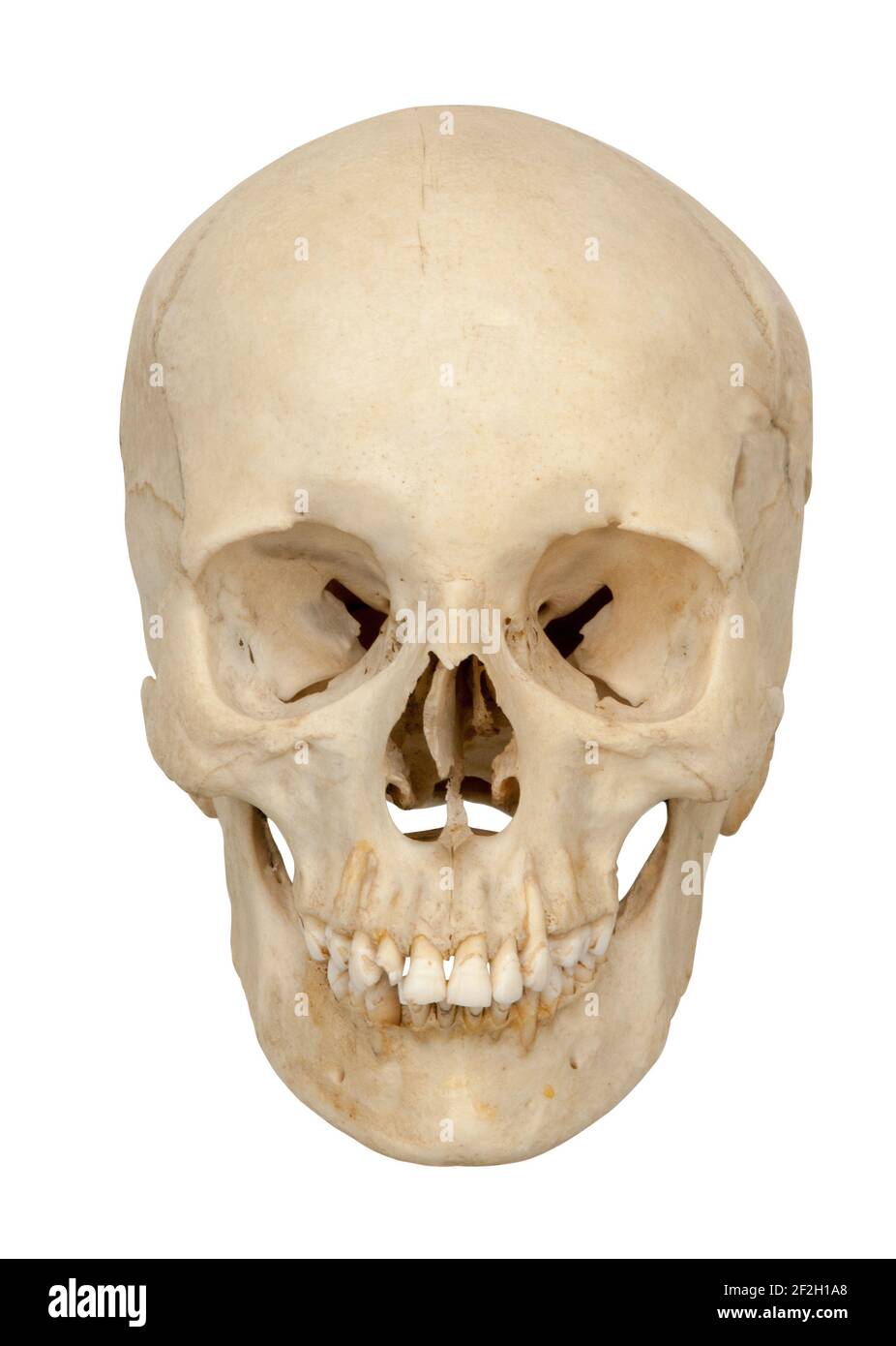 Vordere oder vordere Ansicht des menschlichen Schädels auf weißem Hintergrund ausgeschnitten. Stockfoto
