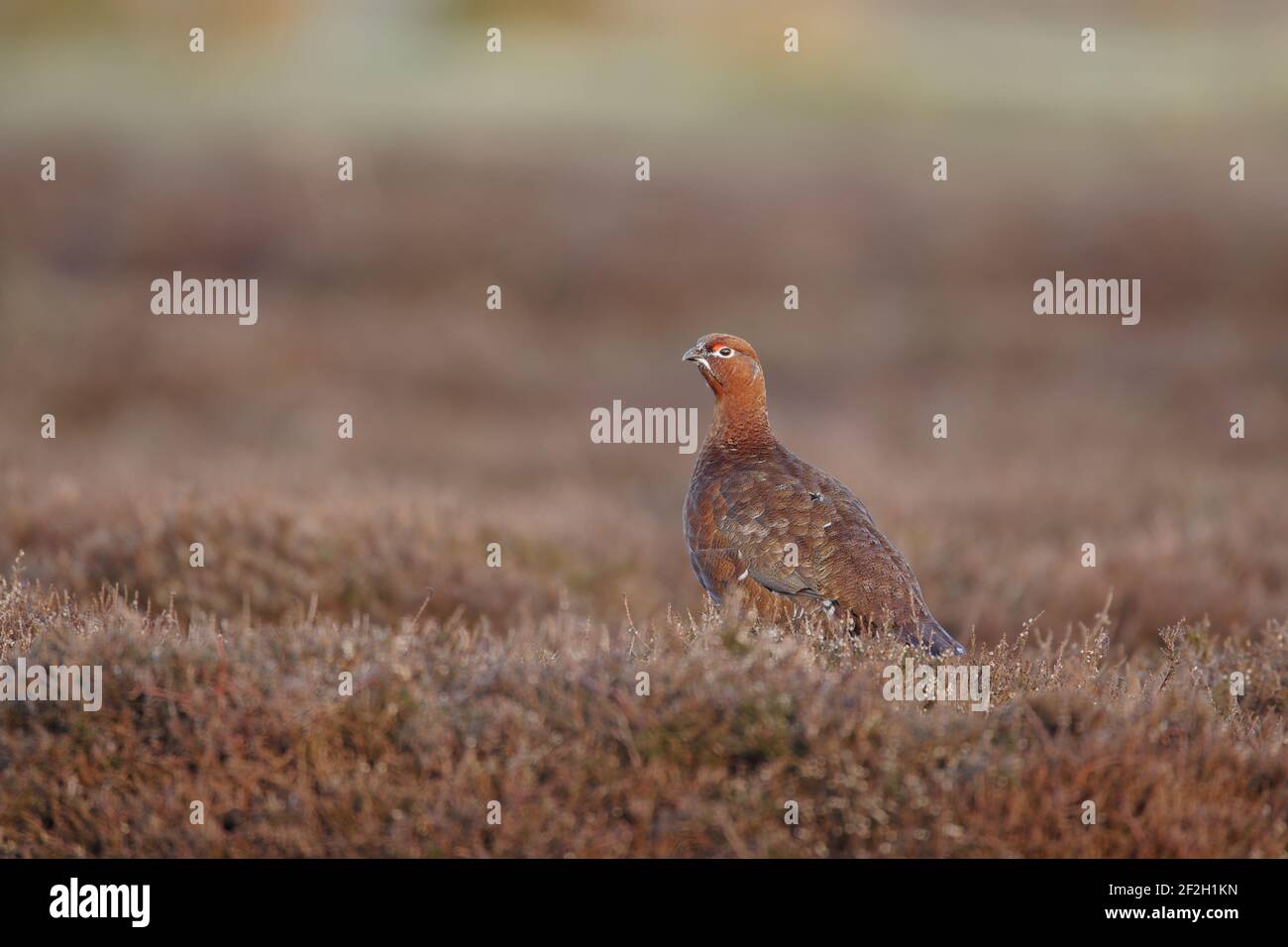 Red Grouse Lagopus lagopus scoticus Yorkshire Dales National Park Yorkshire, Großbritannien BI013424 Stockfoto