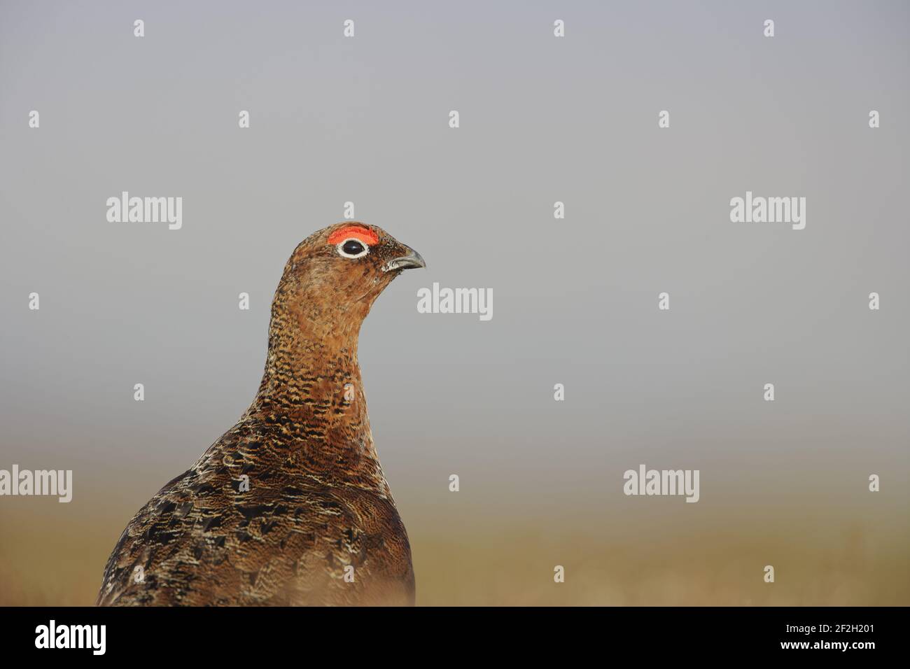 Red Grouse Lagopus lagopus scoticus Yorkshire Dales National Park Yorkshire, Großbritannien BI013441 Stockfoto