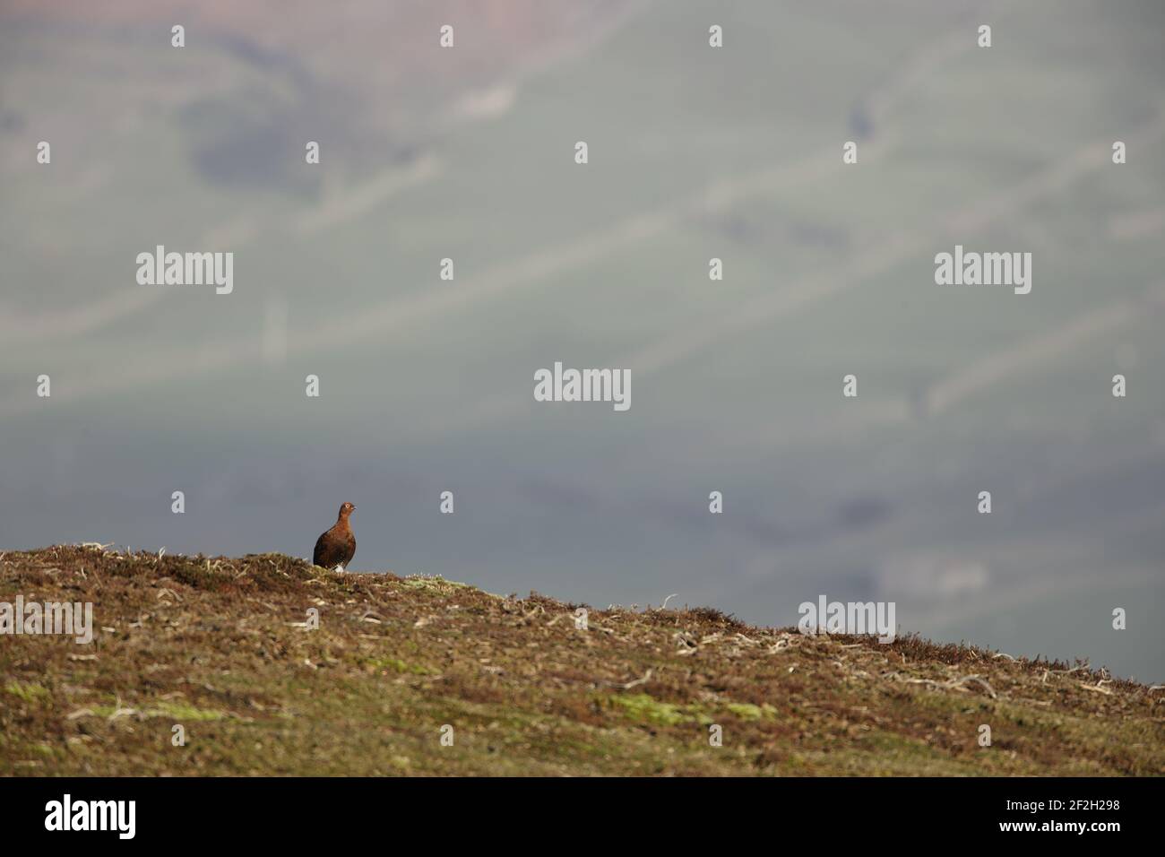 Red Grouse Lagopus lagopus scoticus Yorkshire Dales National Park Yorkshire, Großbritannien BI013451 Stockfoto
