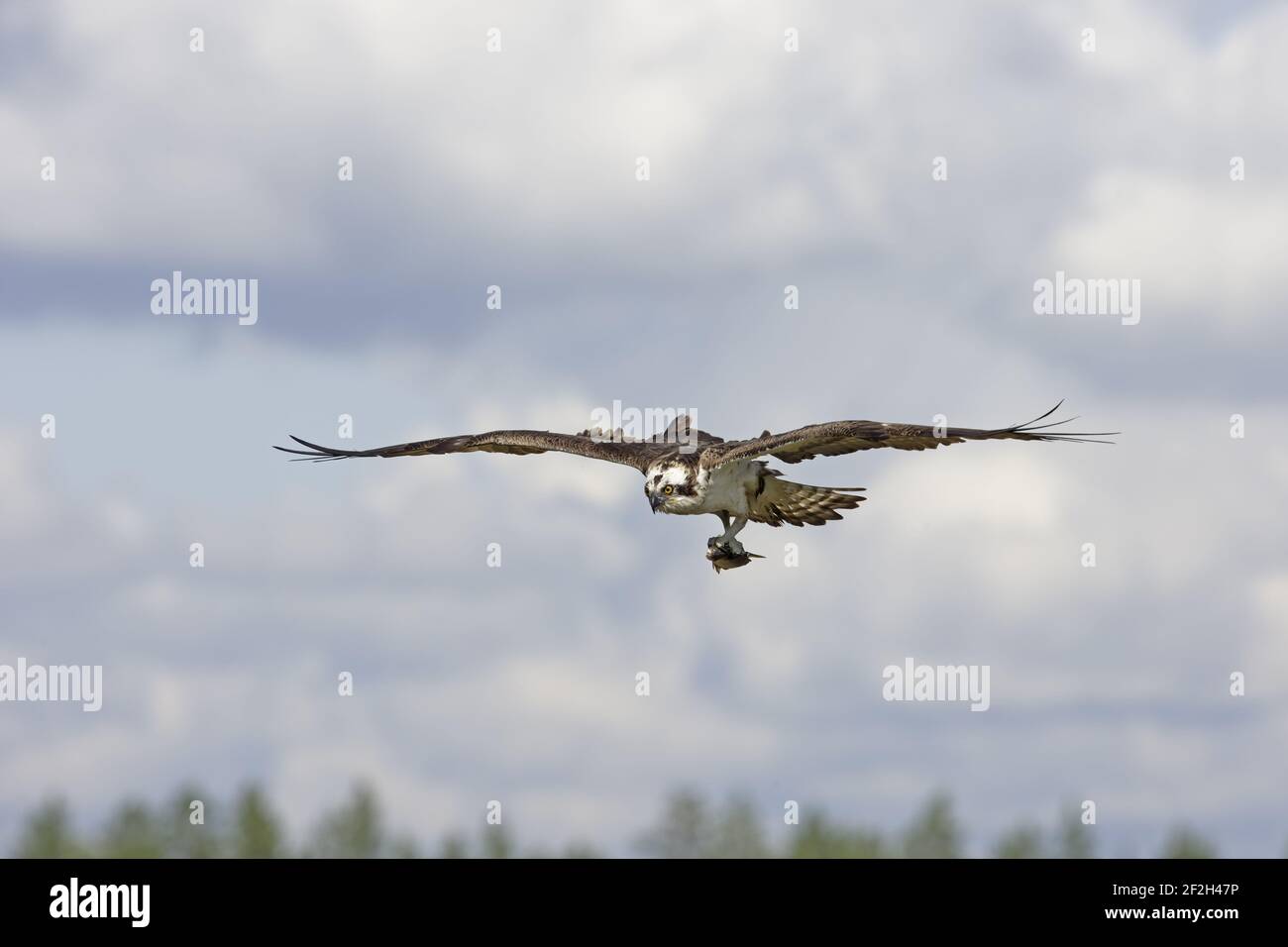 Fischadler - Fische nach NestPandion haliaetus Finnland BI014805 Stockfoto