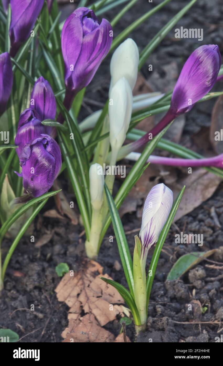 Eine Reihe von Krokus, die sich auf eine einzelne Blume im Vordergrund konzentrieren, wobei der Differentialfokus verwendet wird Stockfoto