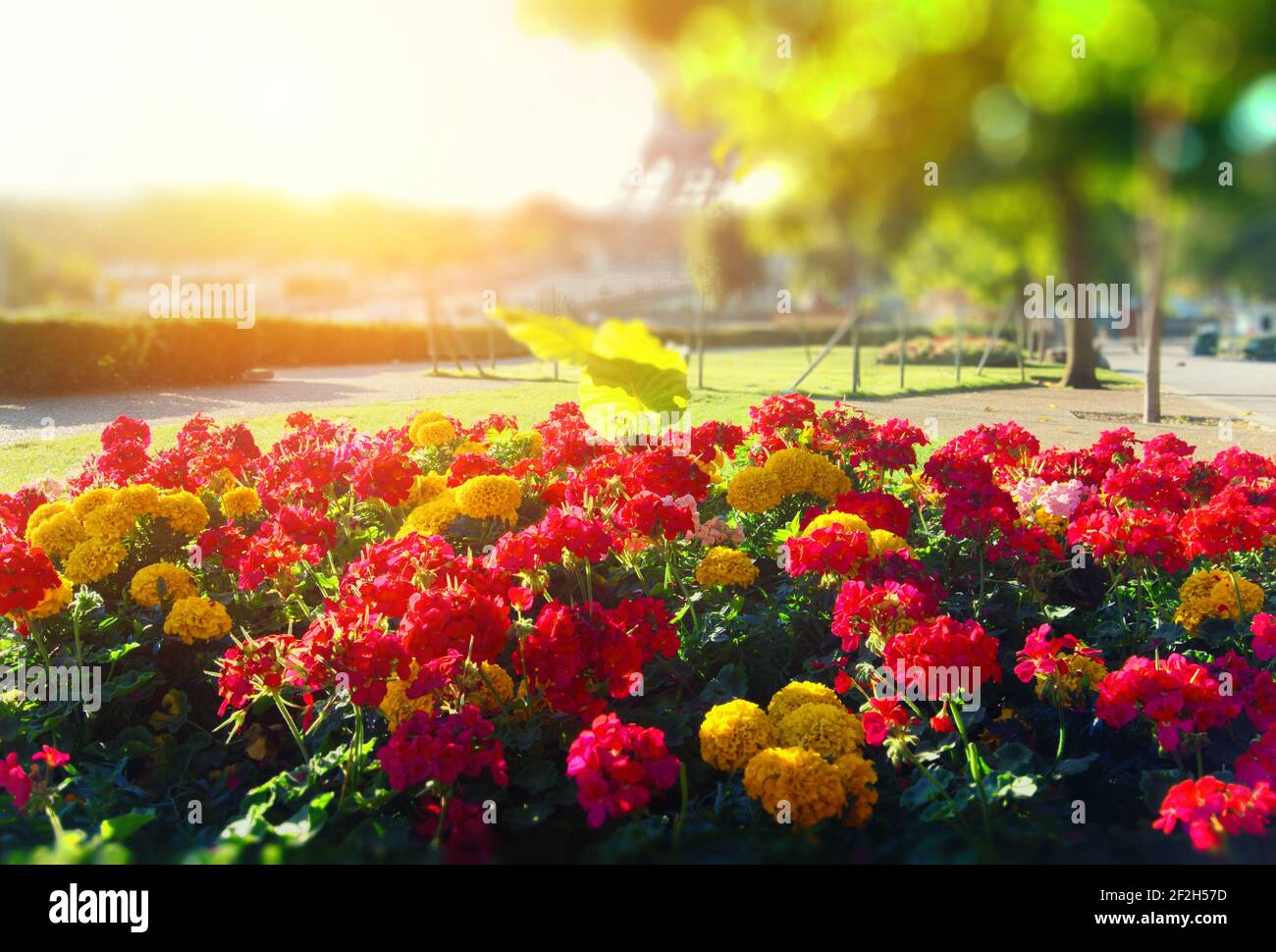 Blume Bett in der Nähe des Eiffelturm, Paris Stockfoto