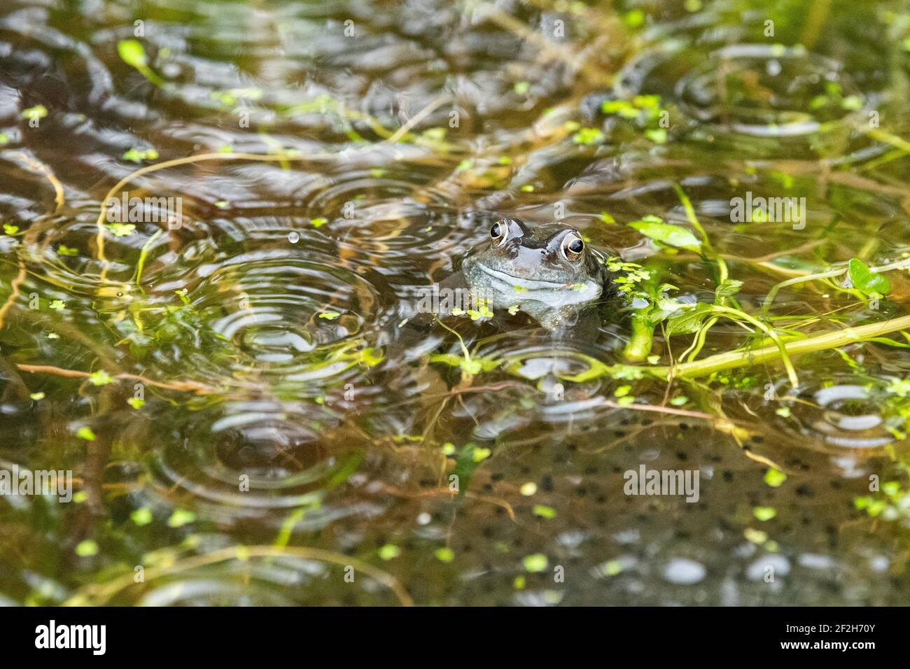Frosch im Regen - gewöhnlicher Frosch (Rana temporaria) umgeben von Regentropfen und Frogspawn im Frühjahr - Schottland, Großbritannien Stockfoto