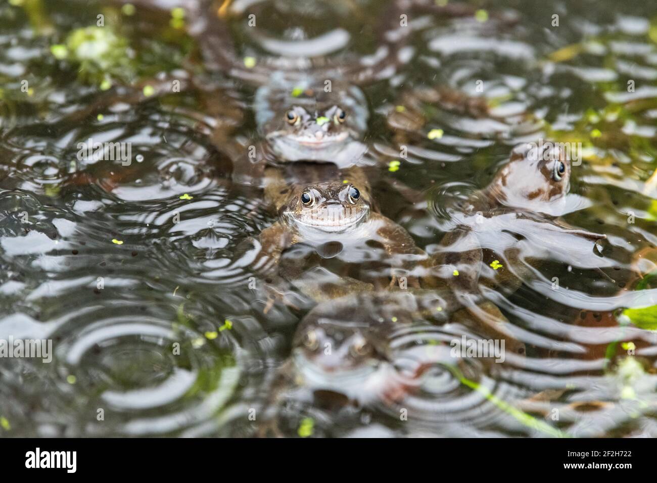 Gemeinsame Frösche im Teich im Regen - gesammelt für die Paarung im Frühjahr - Schottland, Großbritannien Stockfoto