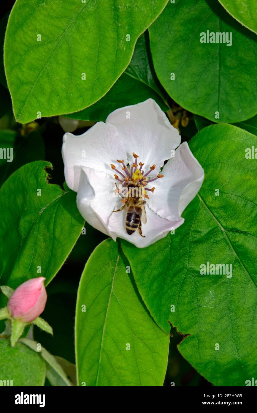 Eine Nektar-suchende Honigbiene auf einer vollständig offenen blassrosa Quitten-Blüte, mit grünen Blättern im Hintergrund, Nahaufnahme Stockfoto