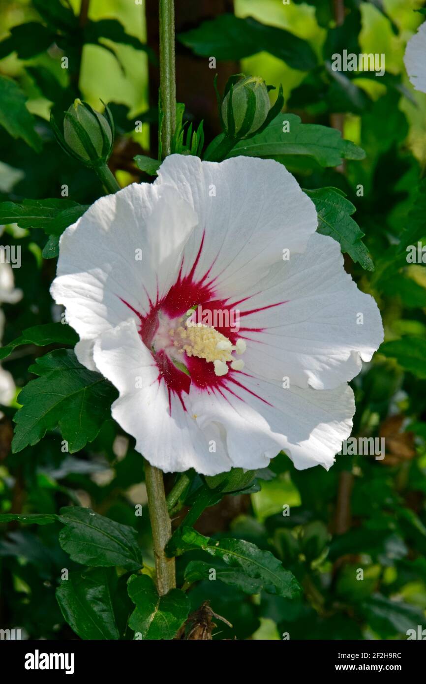 Voll blühte weiße Hibiskusblüte mit grünen Blättern Hintergrund, oben Nahaufnahme Stockfoto
