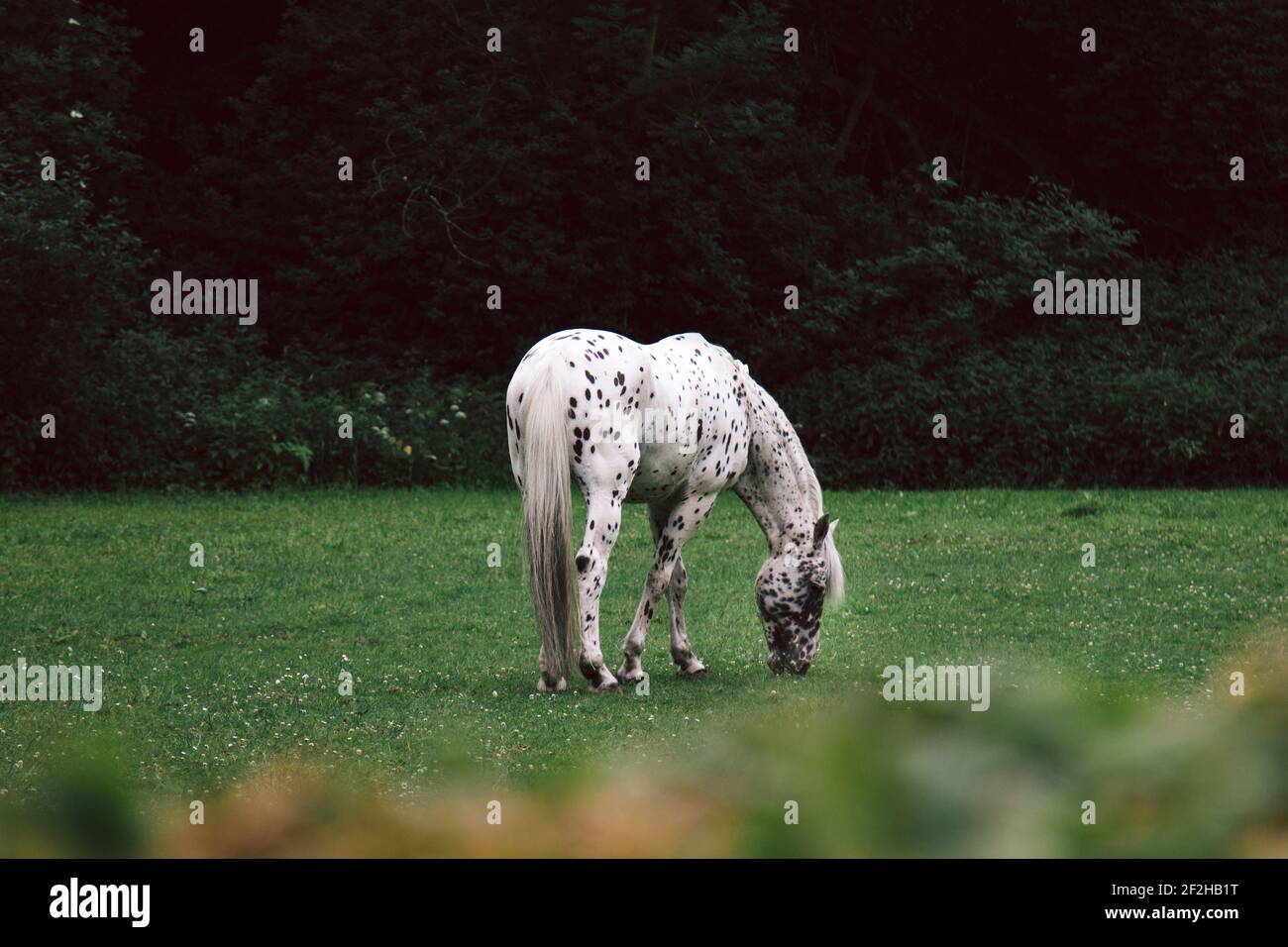 Wiese, Pferd, Strick, Weide Stockfoto