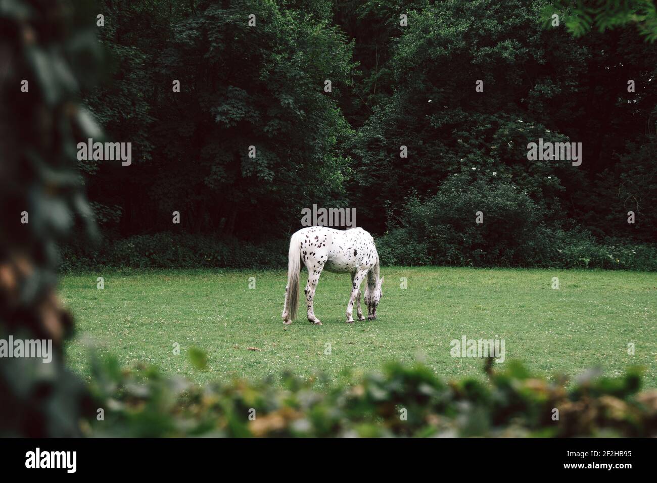 Wiese, Pferd, Strick, Weide Stockfoto