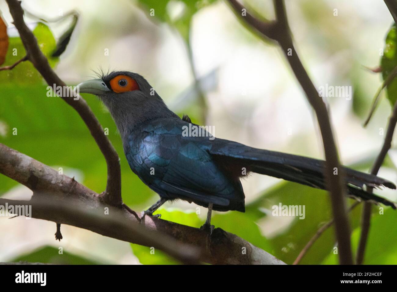 Singapur. März 2021, 12th. Ein kastanienbauchiger Malkoha wird am 12. März 2021 im Wald im Zentrum Singapurs gesehen. Der kastanienbauchige Malkoha ist ein ungewöhnlicher Bewohner in Singapur und in der Roten Liste der International Union for Conservation of Nature als 'Near Threatened' (NT) gelistet. Kredit: Dann Chih Wey/Xinhua/Alamy Live Nachrichten Stockfoto