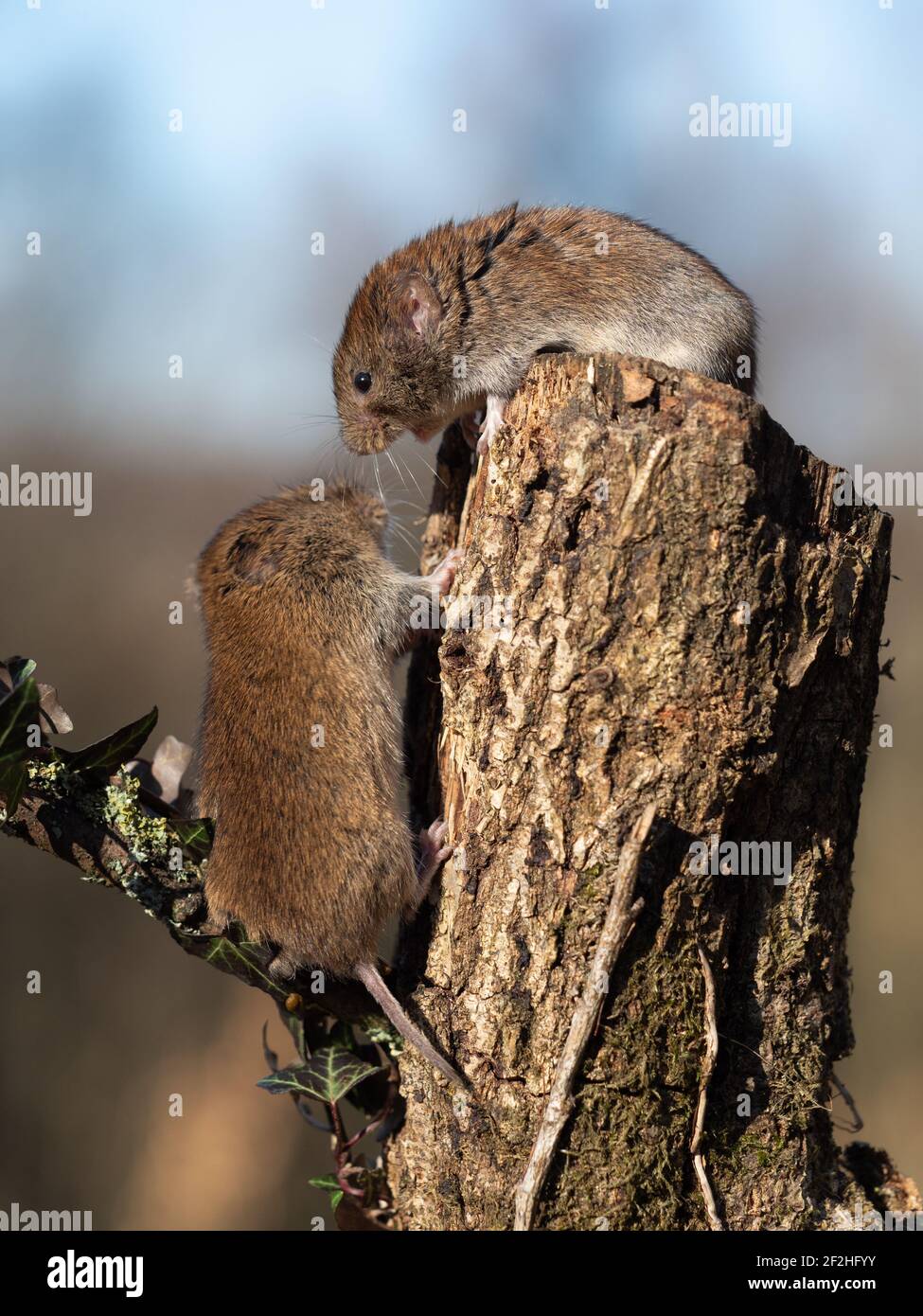 Feld-Wühlmaus Stockfoto