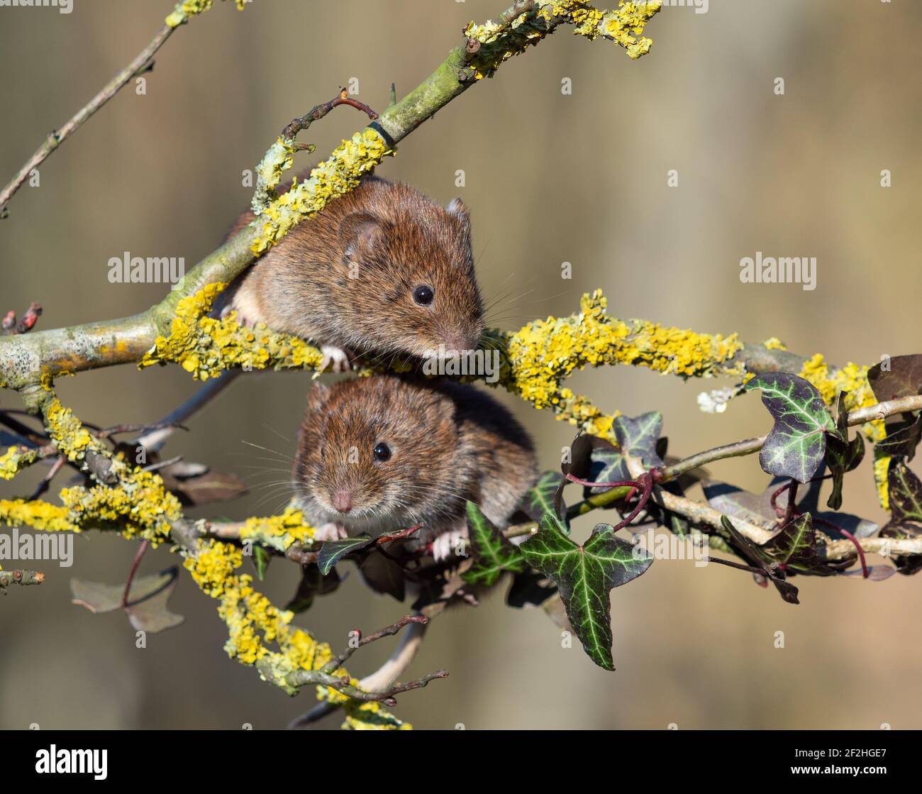 Feld-Wühlmaus Stockfoto