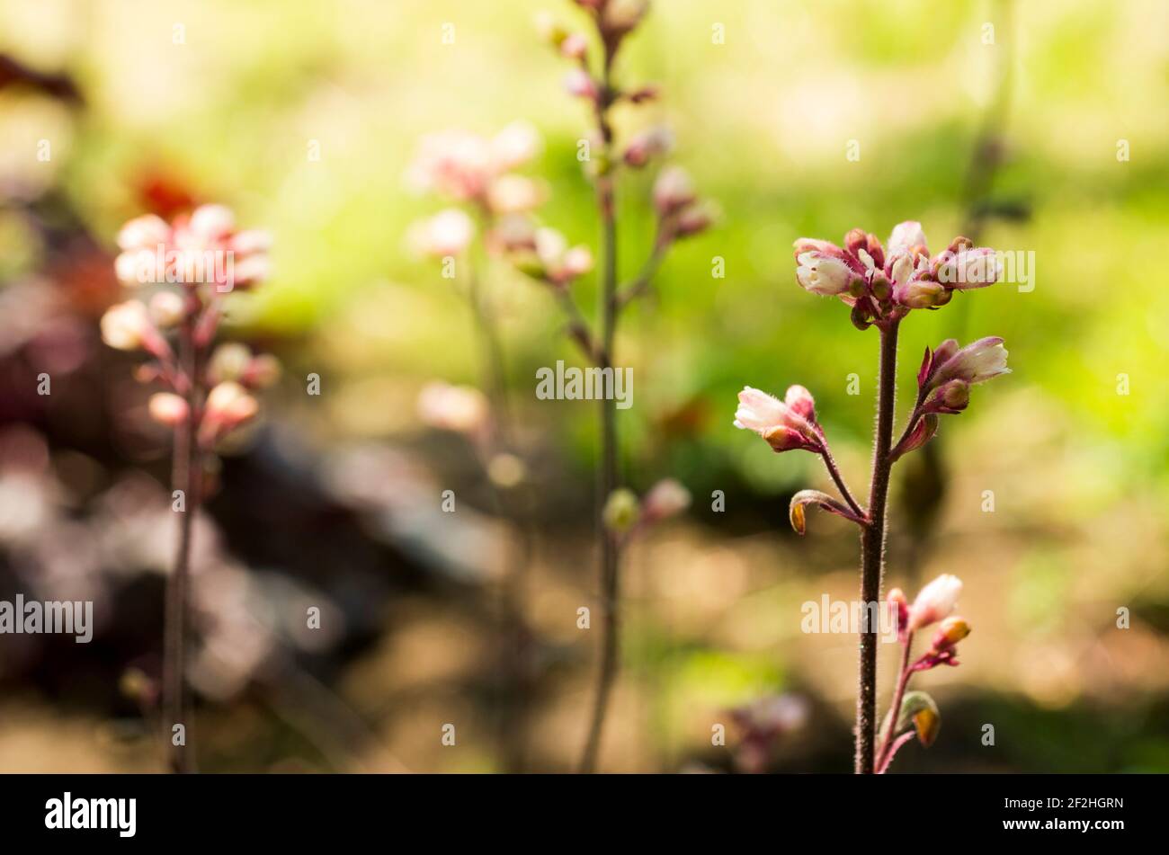 Blumen von heuchera Korallenglocken im Garten im Sommer VEREINIGTES KÖNIGREICH Stockfoto