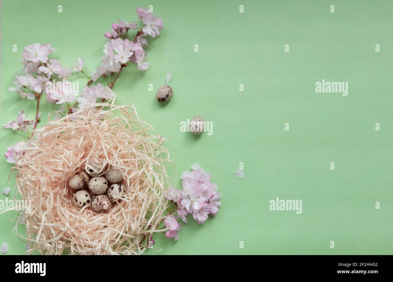 Kirschblütenzweige, rosa Blumen, Vogelnest mit gepunkteten Wachteleiern auf dem hellgrünen strukturierten Hintergrund, Frühlingsferien festlich umweltfreundlich c Stockfoto