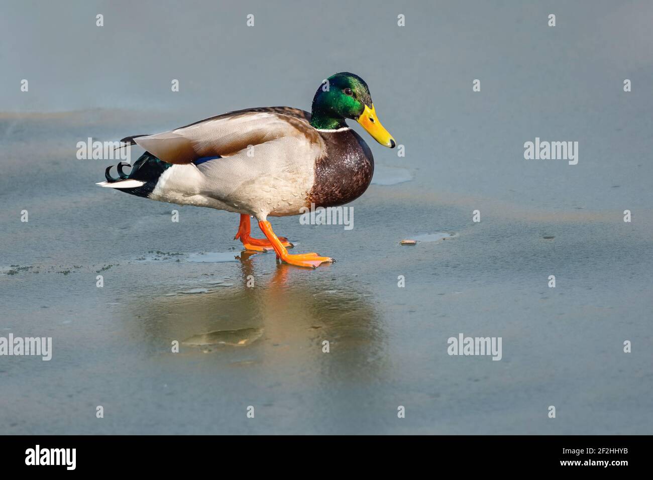 Porträt einer wilden bunten Stockente, die an einem sonnigen Wintertag auf Eis geht. Blauer Hintergrund. Stockfoto