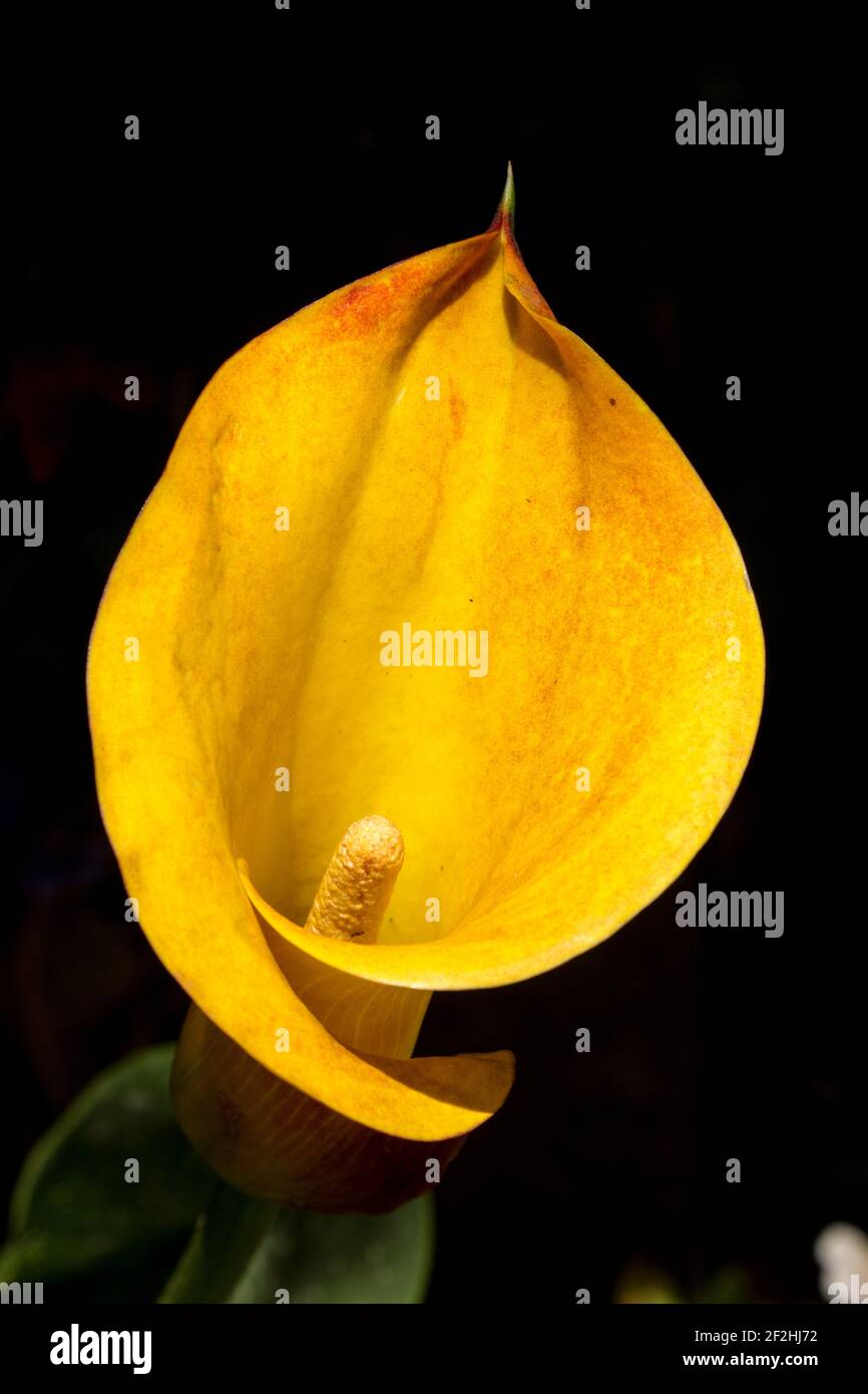 Eine gelbe Zwergarum-Lilie, Zantedeschia elliotiana, blühend von leicht oben auf schwarzem Grund Stockfoto Eine gelbe Zwergarum-Lilie, Zantedeschia elliotiana, blühend von leicht oben auf schwarzem Grund Stockfoto