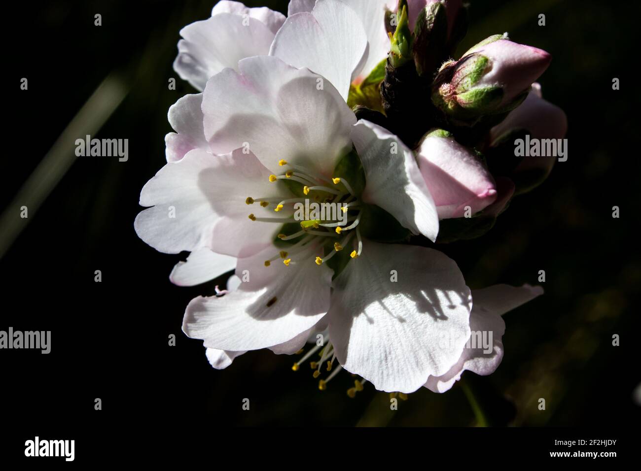 Eine zarte weiße Mandelblüte, Prunus dulcis, vor einem dunklen Hintergrund Stockfoto Eine zarte weiße Mandelblüte, Prunus dulcis, vor einem dunklen Hintergrund Stockfoto