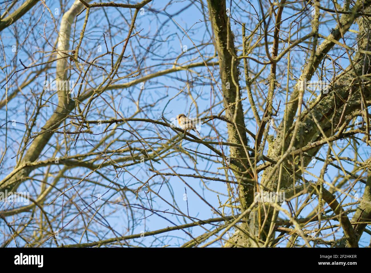 Robin im Profil gegen einen strahlend blauen Himmel auf nackten Zweige eines Baumes im Frühling Stockfoto