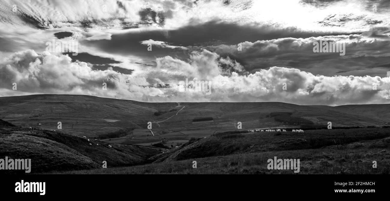 Unter bewölktem Himmel wandern Schafe hoch in den North Pennines, County Durham, Weardale, Großbritannien, auf offenem Moorland.(B&W) Stockfoto