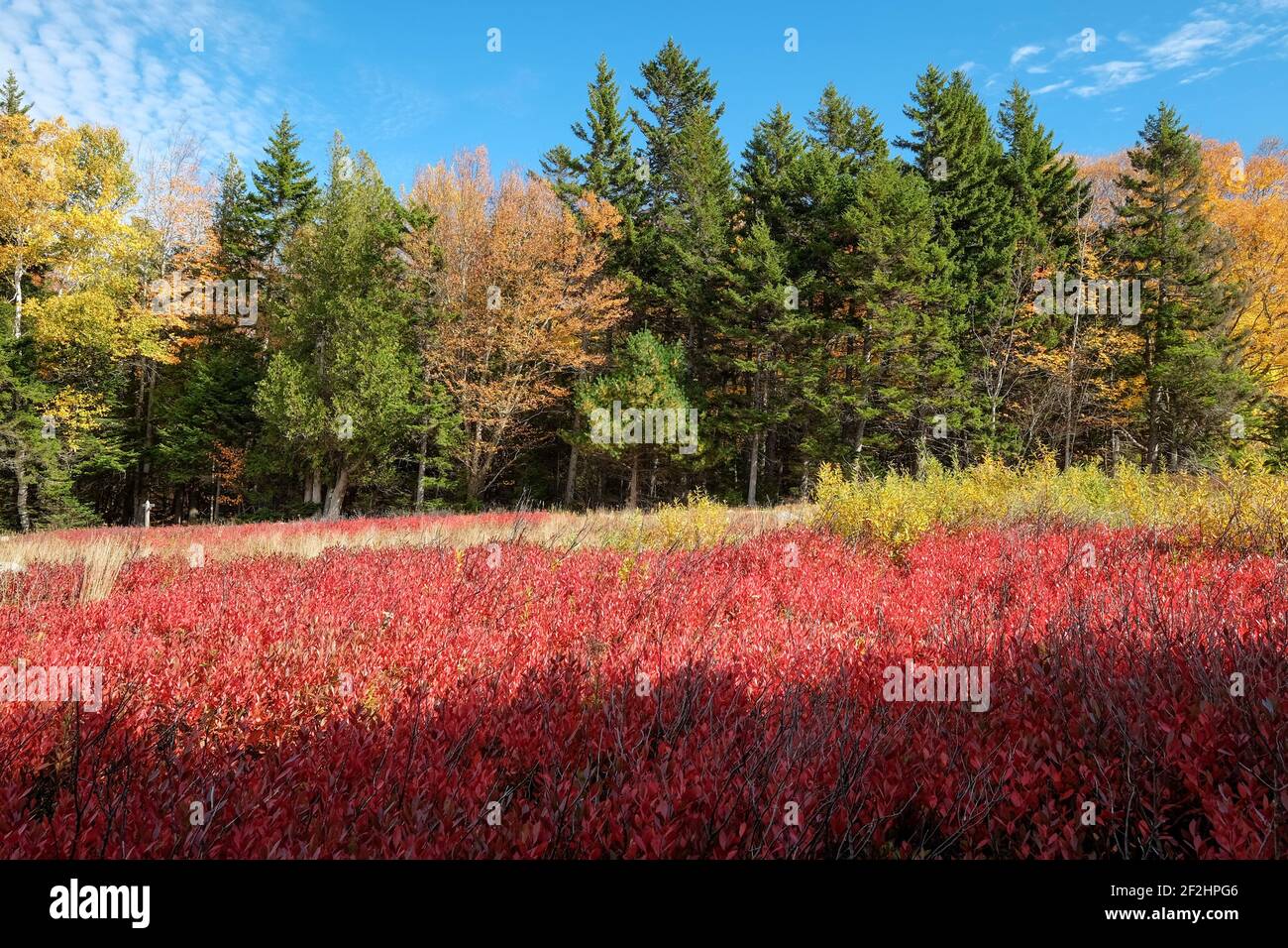 Schichten der Flora, im Herbst am Jordan Pond färben sich die Pflanzen. Auf Mt Dessert Island, Acadia National Park, Maine. Stockfoto