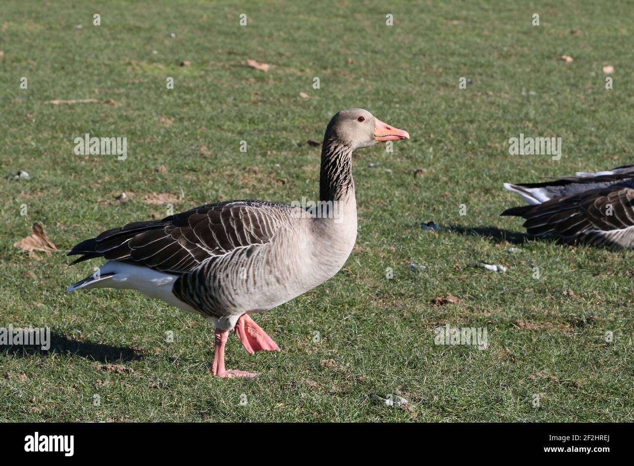 Gänselaufen auf Gras Stockfoto