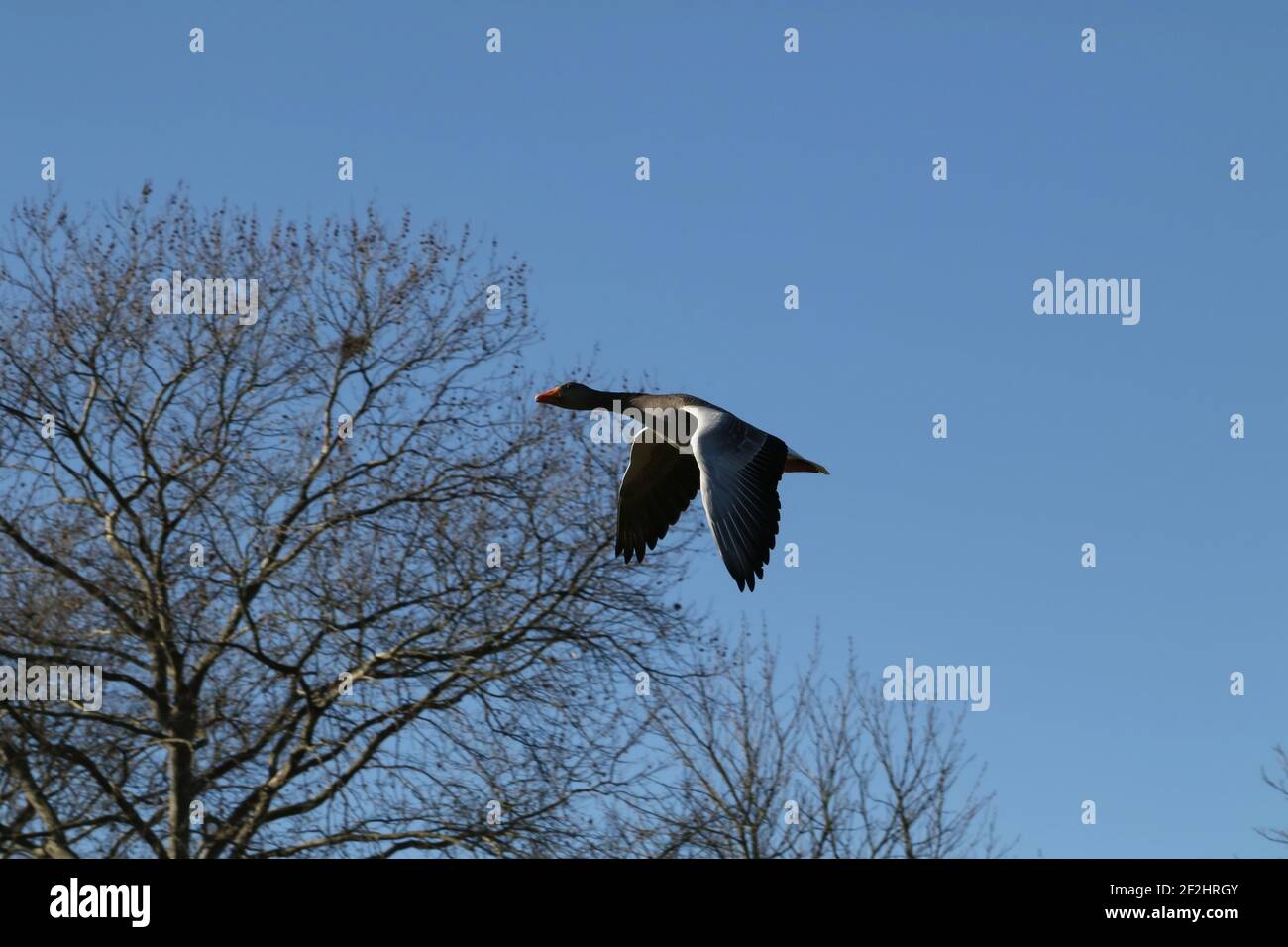fliegende Gans Stockfoto