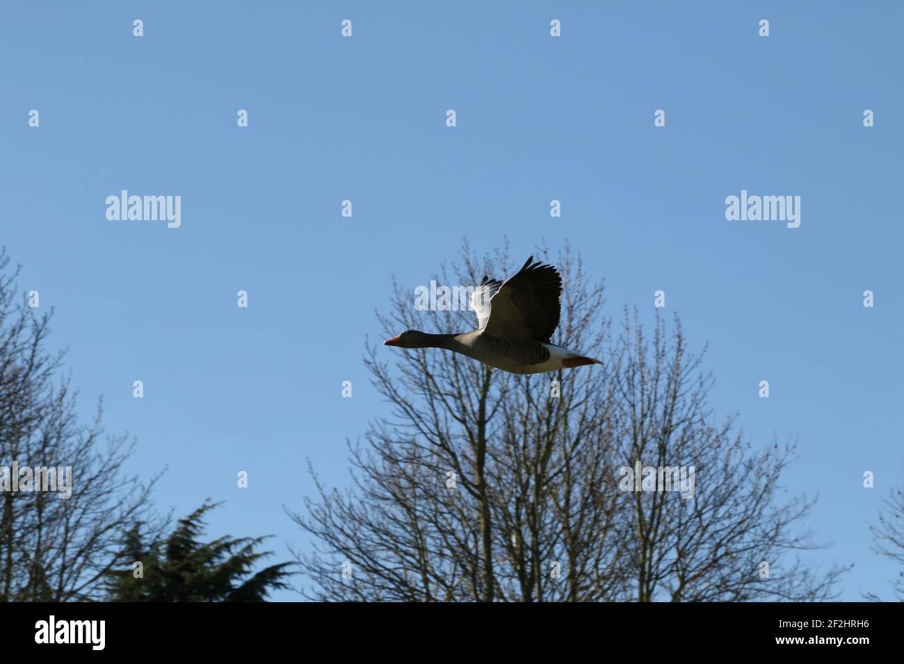 fliegende Gans Stockfoto
