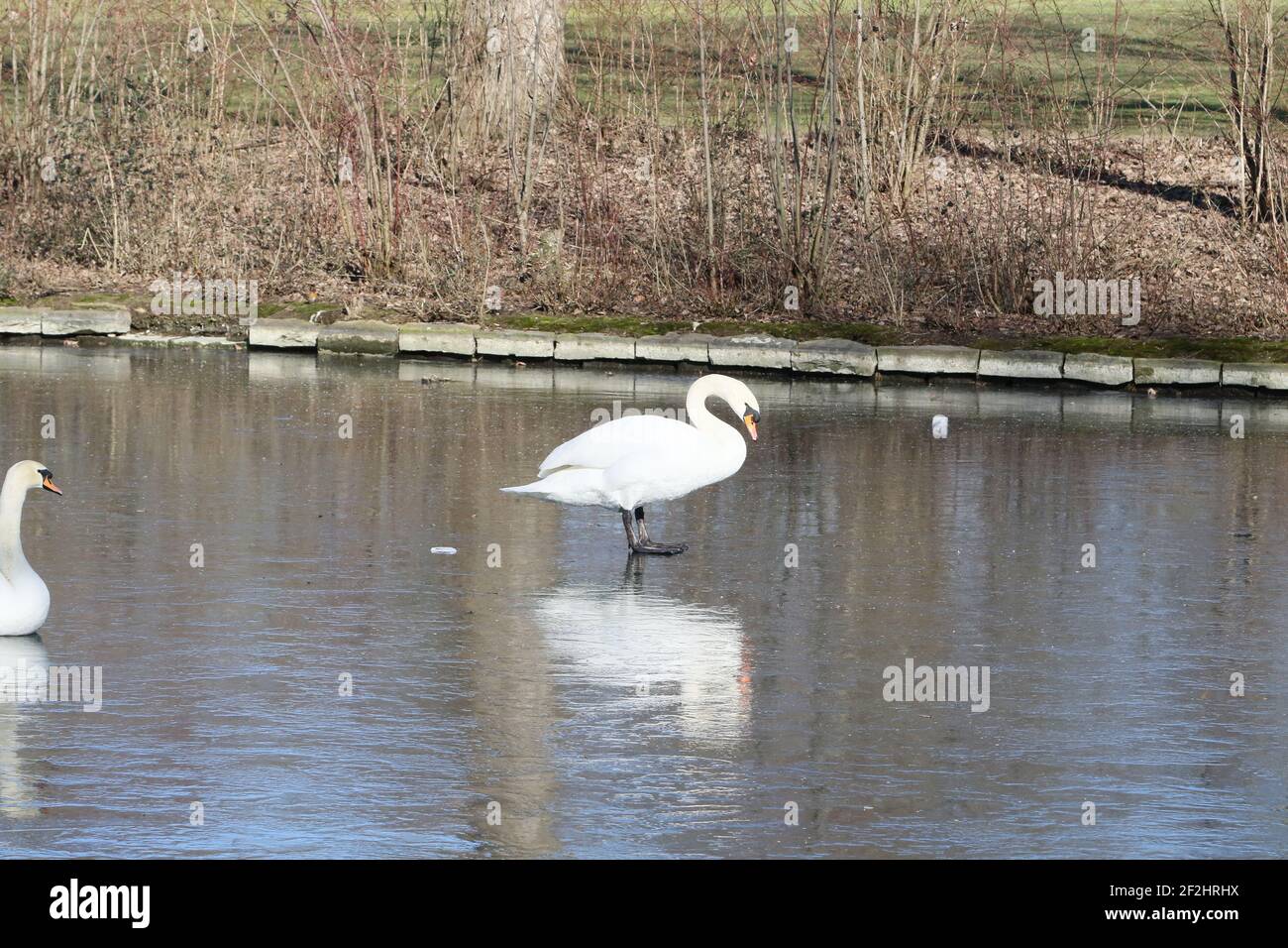 Weiße Schwäne auf Eis Stockfoto