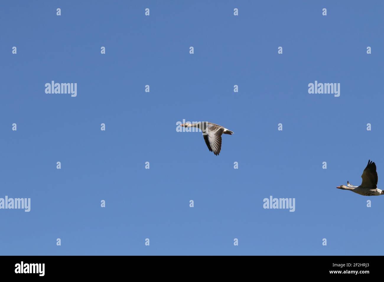Fliegende Gänse am blauen Himmel Stockfoto