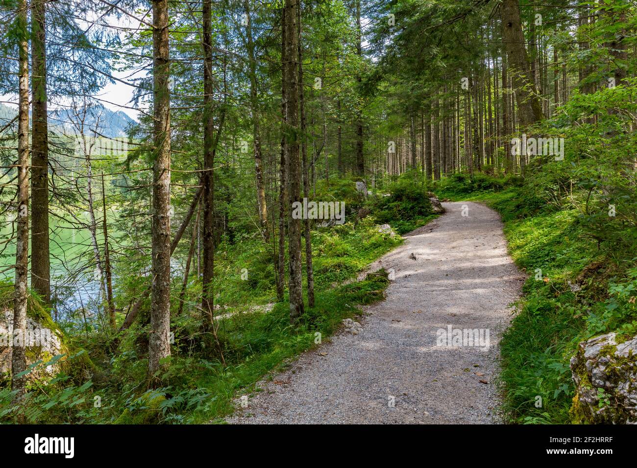 Waldweg rund um den Hintersee, Baumstumpf, Ramsau, Berchtesgaden, Berchtesgadener Alpen, Nationalpark Berchtesgaden, Berchtesgadener Land, Oberbayern, Bayern, Deutschland, Europa Stockfoto
