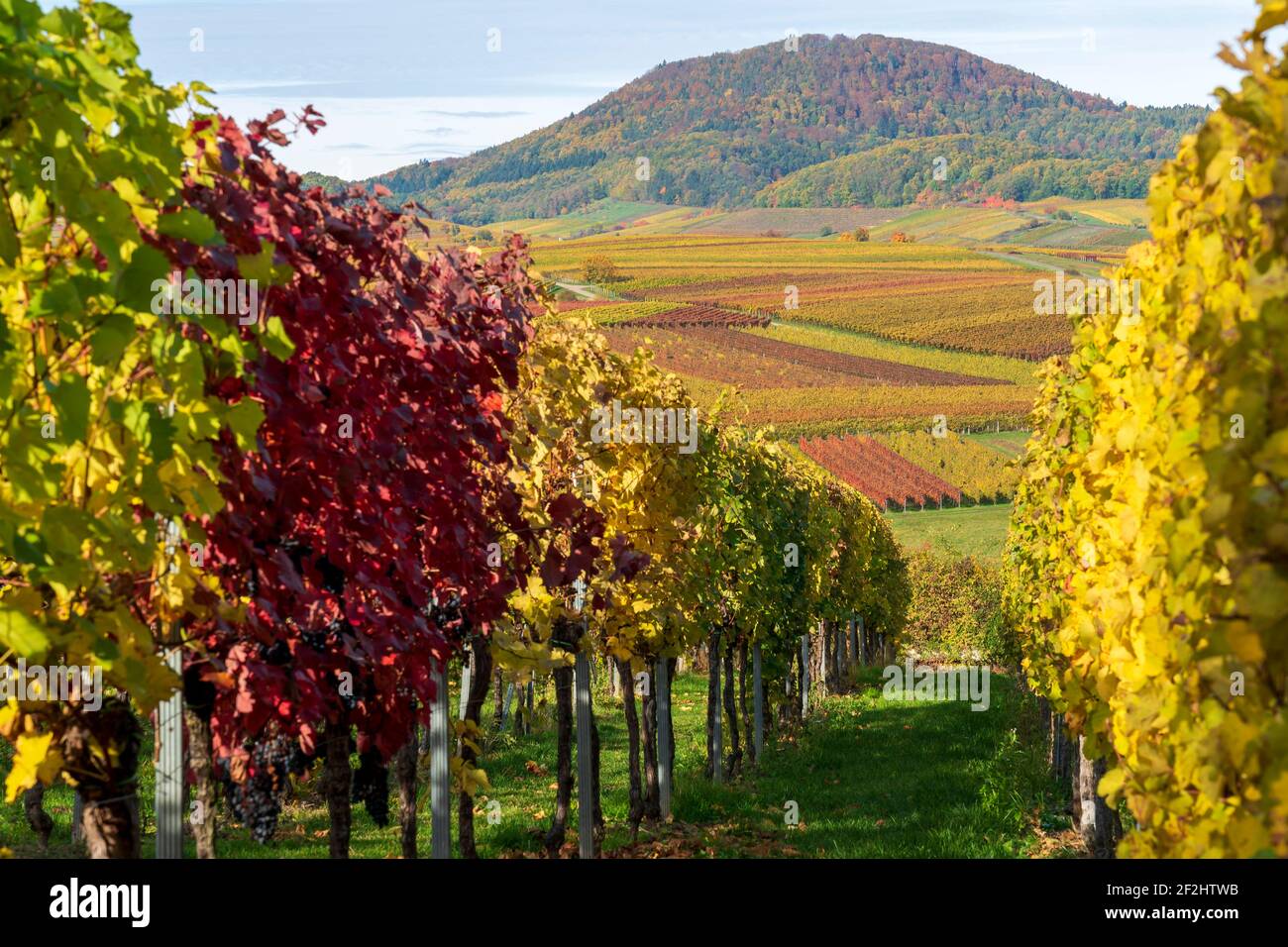 Herbstliche verfärbte Weinberge 2020 bei Landau in der Pfalz, Südliche Weinstraße, Pfälzerwald, Rheinland-Pfalz, Deutschland Stockfoto Herbstliche verfärbte Weinberge 2020 bei Landau in der Pfalz, Südliche Weinstraße, Pfälzerwald, Rheinland-Pfalz, Deutschland Stockfoto