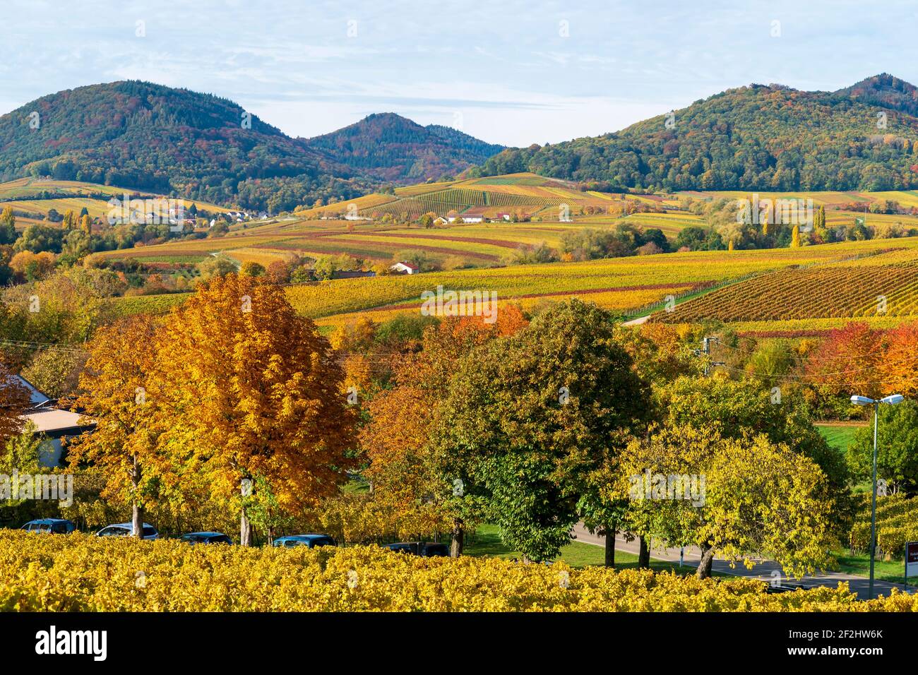 Herbstliche verfärbte Weinberge 2020 bei Landau in der Pfalz, Südliche Weinstraße, Pfälzerwald, Rheinland-Pfalz, Deutschland Stockfoto Herbstliche verfärbte Weinberge 2020 bei Landau in der Pfalz, Südliche Weinstraße, Pfälzerwald, Rheinland-Pfalz, Deutschland Stockfoto