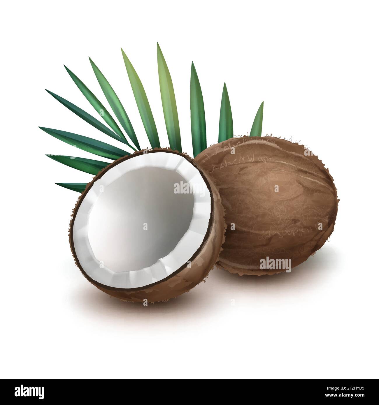 Vektor braun ganze und halb Kokosnuss mit grünen Palmblatt Isoliert auf weißem Hintergrund Stock Vektor