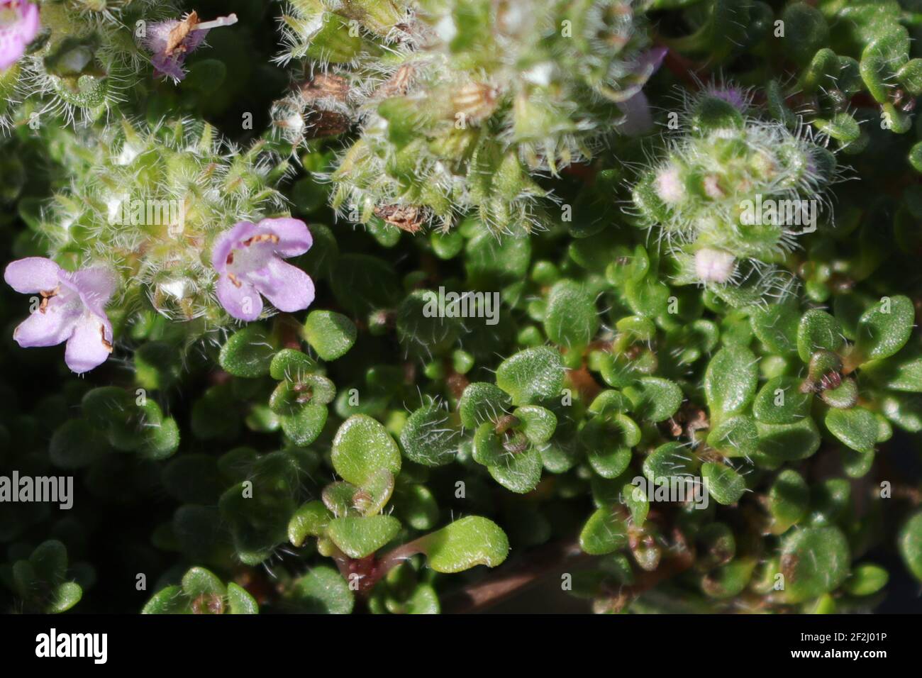 Nahaufnahme von Elfin-Zwerg schleichenden Thymian mit Blumen Stockfoto