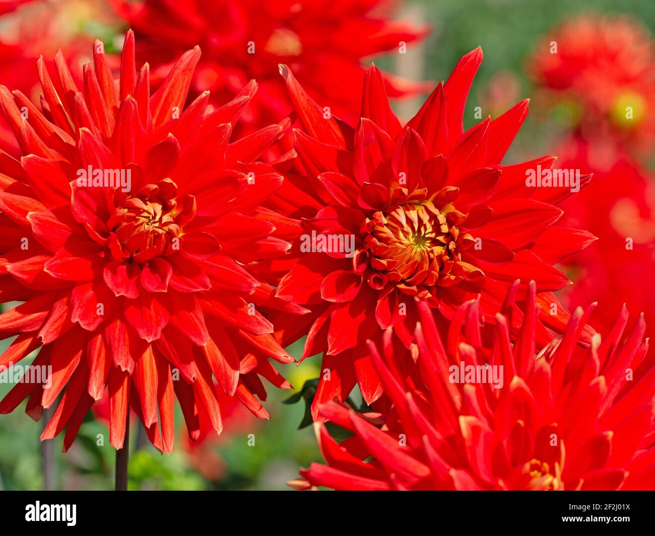 Blühende rote Dahlien in einer Nahaufnahme Stockfoto