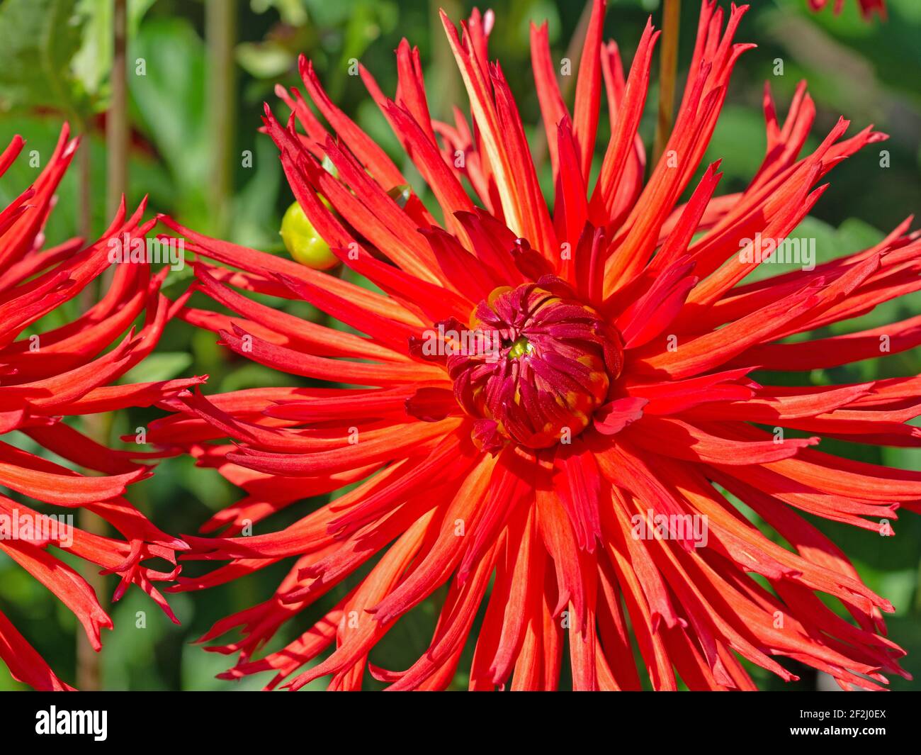 Blühende rote Dahlien in einer Nahaufnahme Stockfoto
